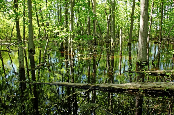 Wild Goose Woods Pond IV by Deb Oppermann